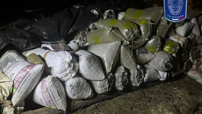 Asegura BOI marihuana cercana a las fosas clandestinas en Casas Grandes