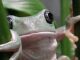 Expertas de la UNAM buscan en ranas moléculas para combatir enfermedades inflamatorias